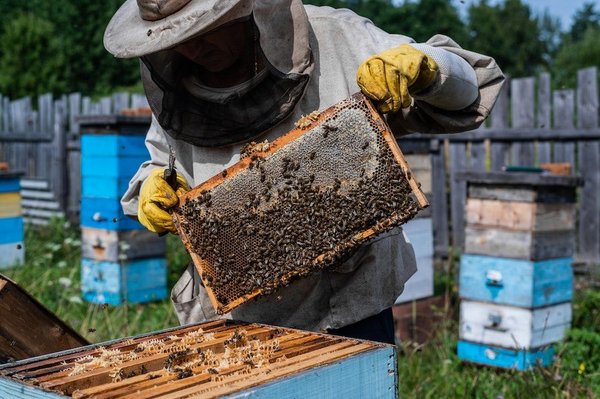 Comment découvrir les secrets de l'apiculture traditionnelle en Slovénie ?